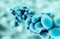 mildew resistant paint mildew resistant paint