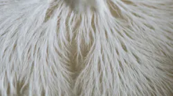 Mycelium fibers that will be the future of building materials