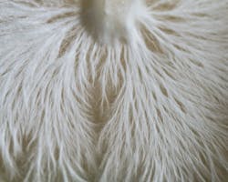 Mycelium fibers that will be the future of building materials Mycelium fibers that will be the future of building materials