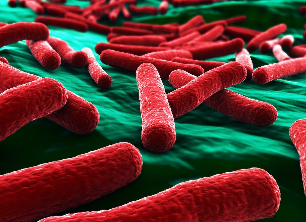 E-Coli bacteria