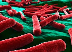E-Coli bacteria E-Coli bacteria