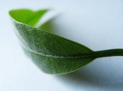 670c38bb68e9c1d6af2e6060 Green Leaf 670c38bb68e9c1d6af2e6060 Green Leaf