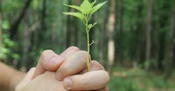 Remodeling business growth as represented by nurturing a seedling. Remodeling business growth as represented by nurturing a seedling.