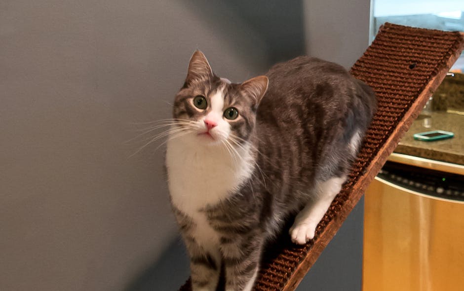 670c3a74c7e833013cf5f919 Pet20remodeling20projects20cat