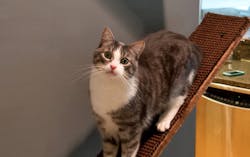 670c3a74c7e833013cf5f919 Pet20remodeling20projects20cat 670c3a74c7e833013cf5f919 Pet20remodeling20projects20cat