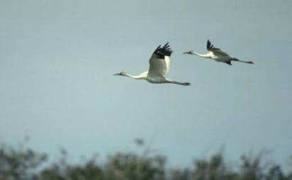 670c5f77151d9bf81b8ef169 Bird