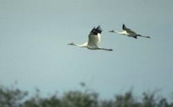 670c5f77151d9bf81b8ef169 Bird 670c5f77151d9bf81b8ef169 Bird