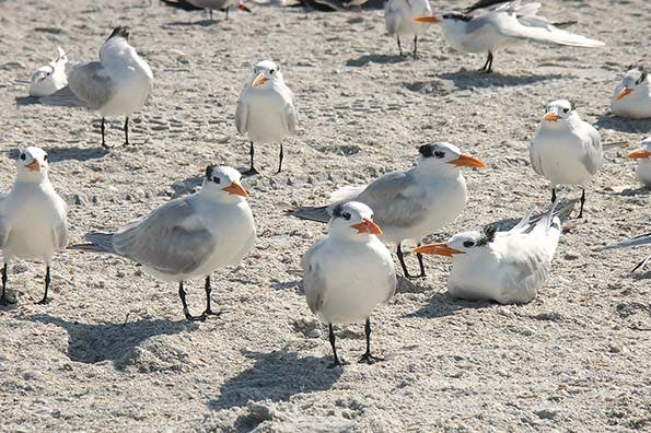 670c5f8b96880469e2823f13 Pict539420florida20bird20photos