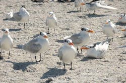 670c5f8b96880469e2823f13 Pict539420florida20bird20photos 670c5f8b96880469e2823f13 Pict539420florida20bird20photos