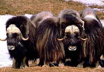 670c5f939688040eec823f34 420oxen20cropped