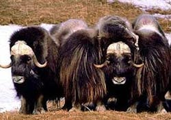 670c5f939688040eec823f34 420oxen20cropped 670c5f939688040eec823f34 420oxen20cropped