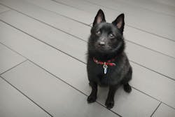 Cali Bamboo Slate45163387562 0a6fca92f8 O Cali Bamboo Slate45163387562 0a6fca92f8 O