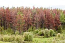 pine forest killed by mountain beetle pine forest killed by mountain beetle