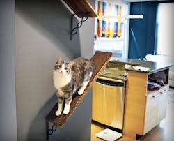 Dc%20 I%26 R%20%e2%80%93%c2%a0 Cat%20 Walk Dc%20 I%26 R%20%e2%80%93%c2%a0 Cat%20 Walk