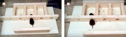 test to show how small of a hole mice can squeeze through test to show how small of a hole mice can squeeze through